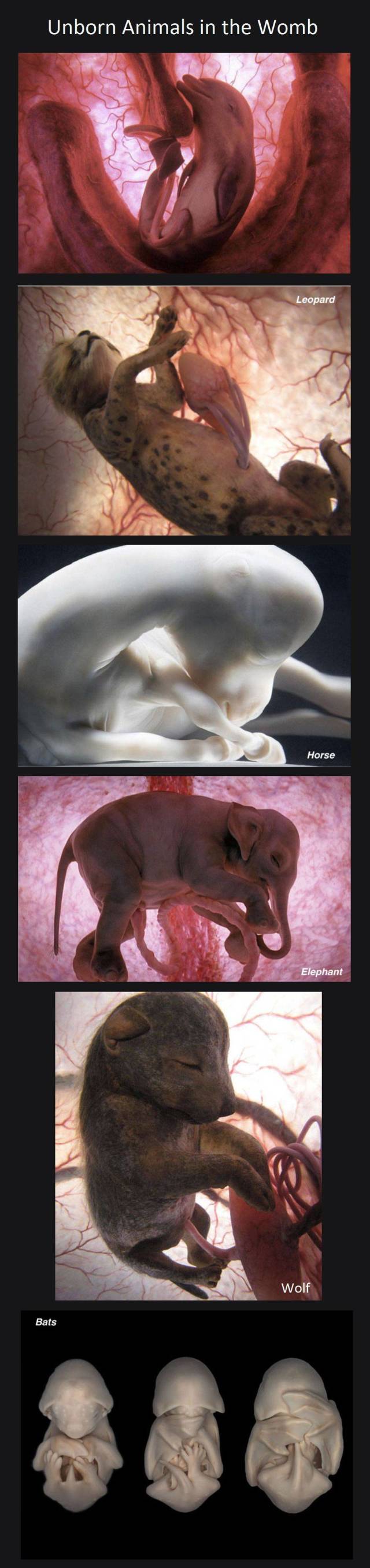 daily picdump 110 pics 33.html - 110 HD Photos | Premium Gallery 2018