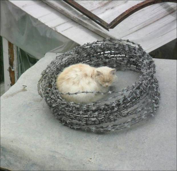 daily picdump 98 pics 38.html - 98 HD Photos | Premium Gallery 2018