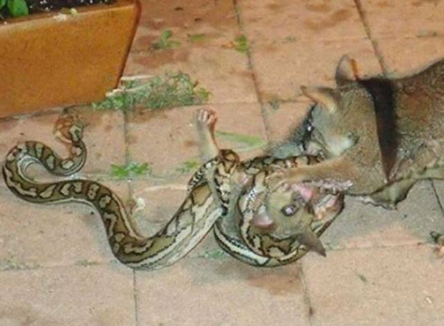 This Animal Has Absolutely No Fear