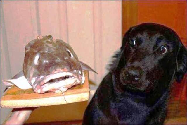 daily picdump 97 pics 15.html - 97 HD Photos | Premium Gallery 2018