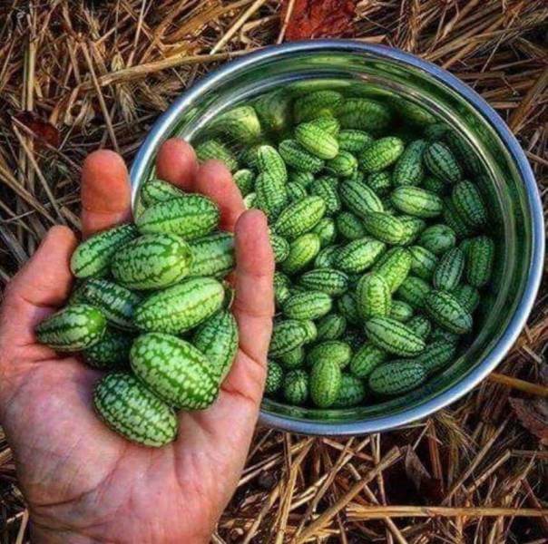 daily picdump 99 pics 31.html - 99 HD Photos | Premium Gallery 2018