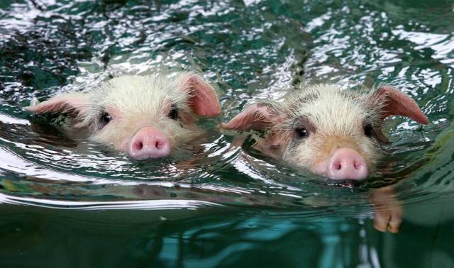 daily picdump 99 pics 31.html - 99 HD Photos | Premium Gallery 2018