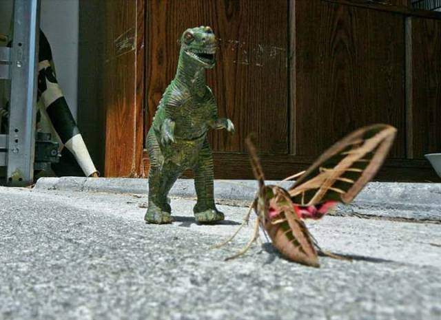 daily picdump 105 pics 4.html - 105 HD Photos | Premium Gallery 2018