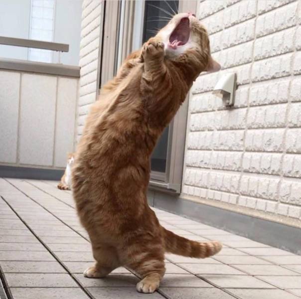 daily picdump weekend edition 83 pics 38.html - 83 HD Photos | Premium Gallery 2018