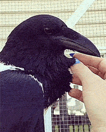 Don’t Be Jealous – It’s Too Obvious