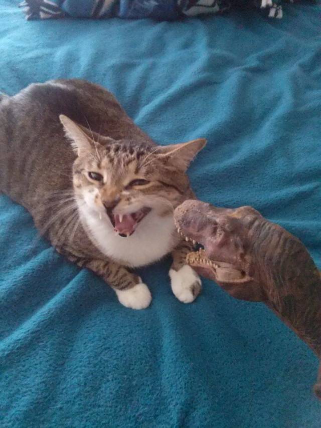 daily picdump 99 pics 39.html - 99 HD Photos | Premium Gallery 2018