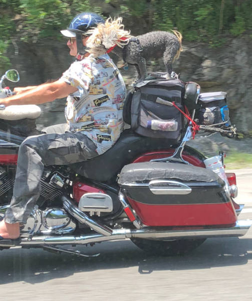 Daily Picdump [WEEKEND EDITION]