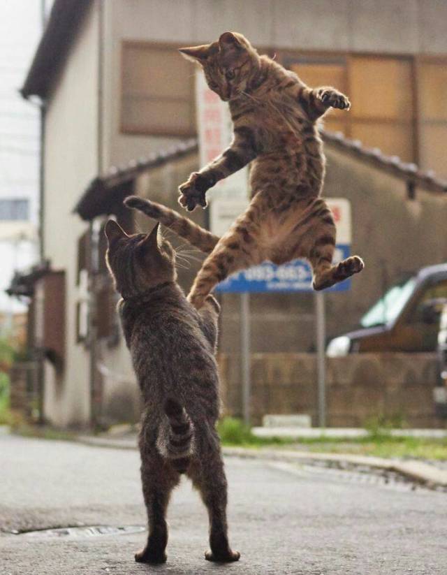 daily picdump 92 pics 42.html - 92 HD Photos | Premium Gallery 2018