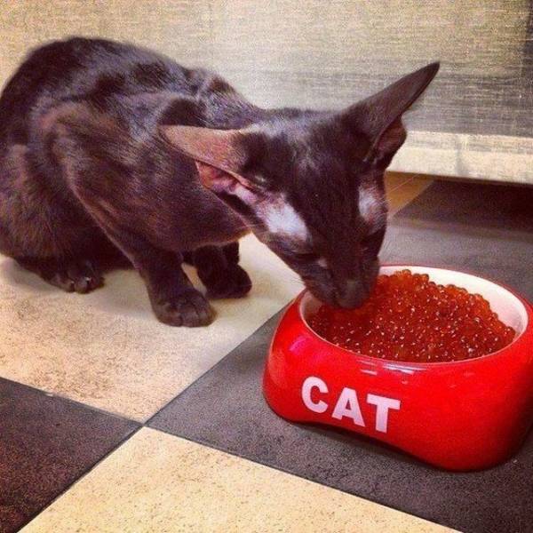 daily picdump 94 pics 15.html - 94 HD Photos | Premium Gallery 2018