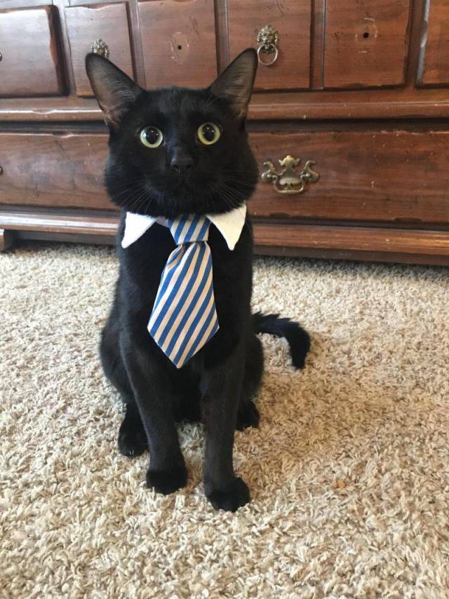 daily picdump weekend edition 74 pics 3.html - 74 HD Photos | Premium Gallery 2018