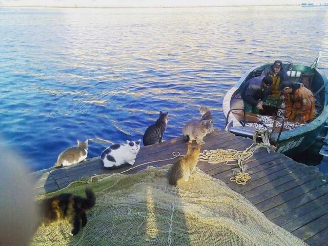 daily picdump 94 pics 2.html - 94 HD Photos | Premium Gallery 2018