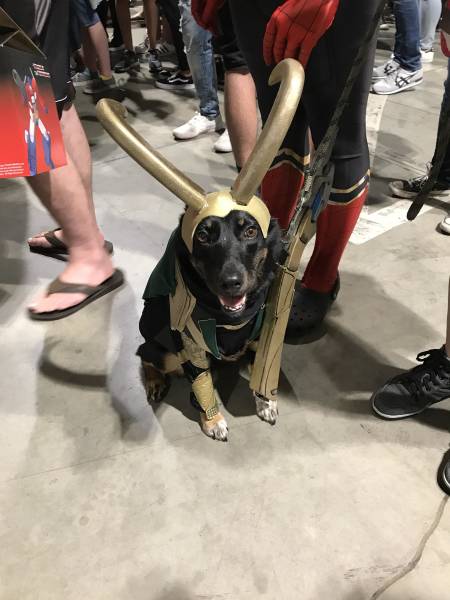 daily picdump weekend edition 51 pics 2.html - 51 HD Photos | Premium Gallery 2018