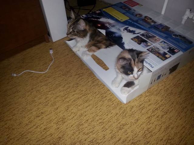 daily picdump 104 pics 3.html - 104 HD Photos | Premium Gallery 2018