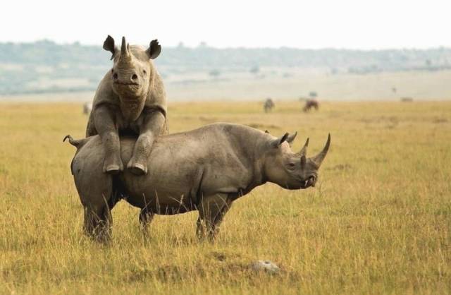 daily picdump 98 pics 30.html - 98 HD Photos | Premium Gallery 2018