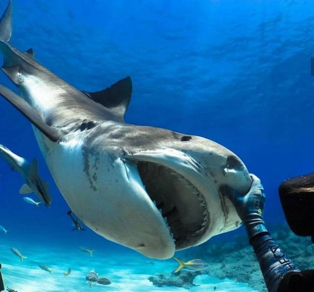 daily picdump 98 pics 30.html - 98 HD Photos | Premium Gallery 2018