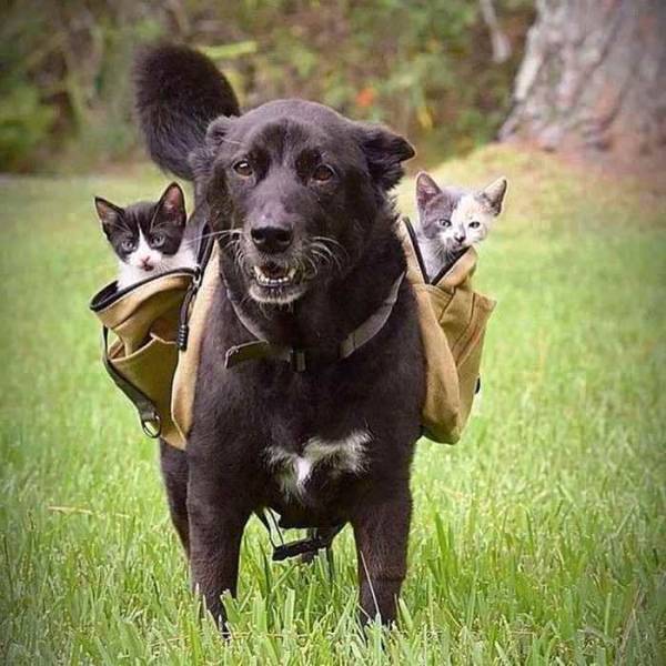 daily picdump 98 pics 30.html - 98 HD Photos | Premium Gallery 2018