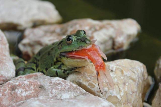 daily picdump 98 pics 30.html - 98 HD Photos | Premium Gallery 2018