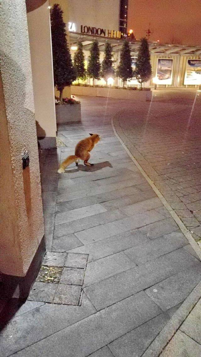 Daily Picdump [WEEKEND EDITION]