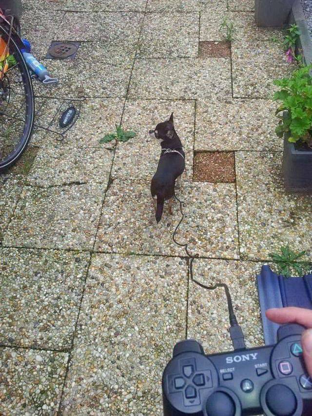 Daily Picdump [WEEKEND EDITION]