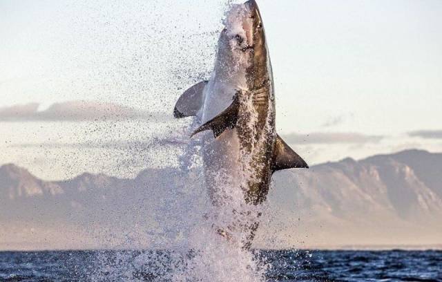 daily picdump 98 pics 19.html - 98 HD Photos | Premium Gallery 2018