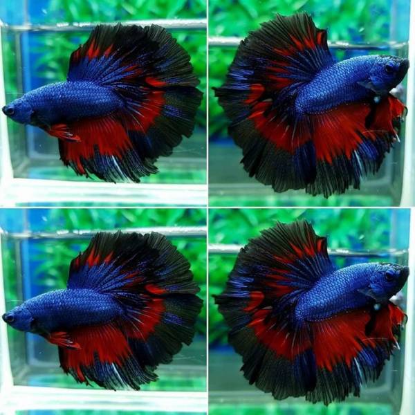 daily picdump 99 pics 50.html - 99 HD Photos | Premium Gallery 2018