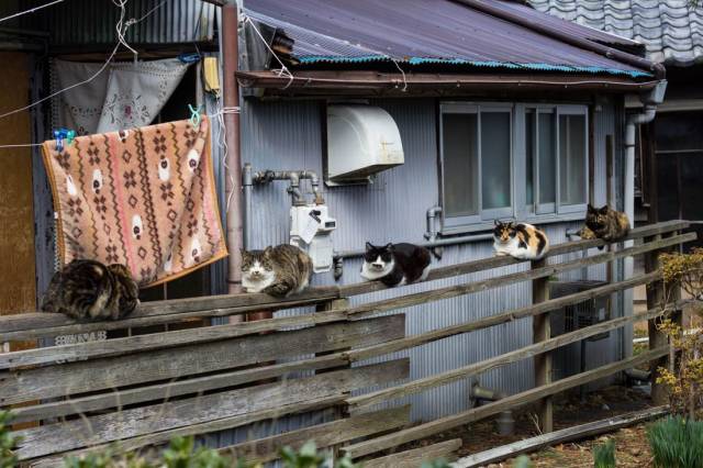 daily picdump 99 pics 50.html - 99 HD Photos | Premium Gallery 2018