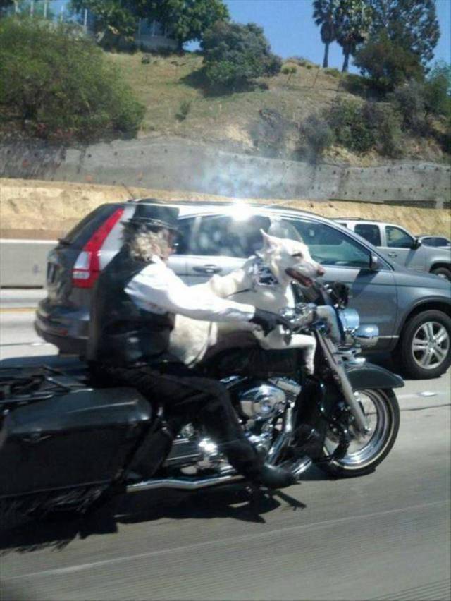 daily picdump 103 pics 41.html - 103 HD Photos | Premium Gallery 2018