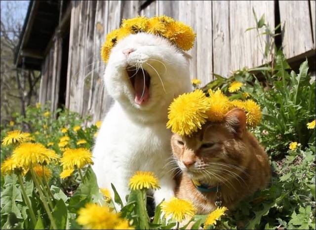 daily picdump 100 pics 28.html - 100 HD Photos | Premium Gallery 2018