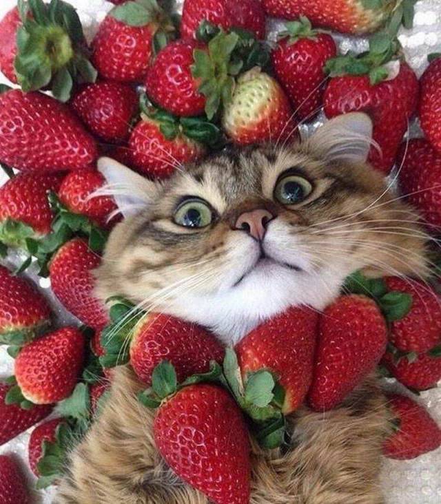 daily picdump 92 pics 17.html - 92 HD Photos | Premium Gallery 2018