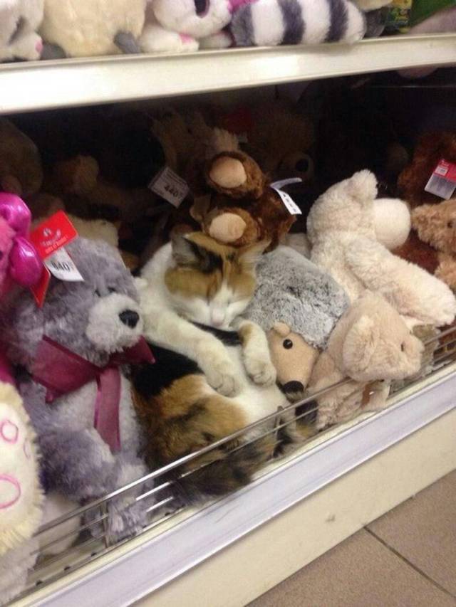 daily picdump 91 pics 4.html - 91 HD Photos | Premium Gallery 2018