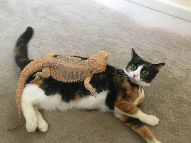 daily picdump 99 pics 2.html - 99 HD Photos | Premium Gallery 2018