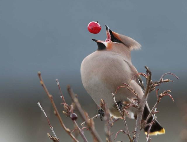 daily picdump 99 pics 2.html - 99 HD Photos | Premium Gallery 2018