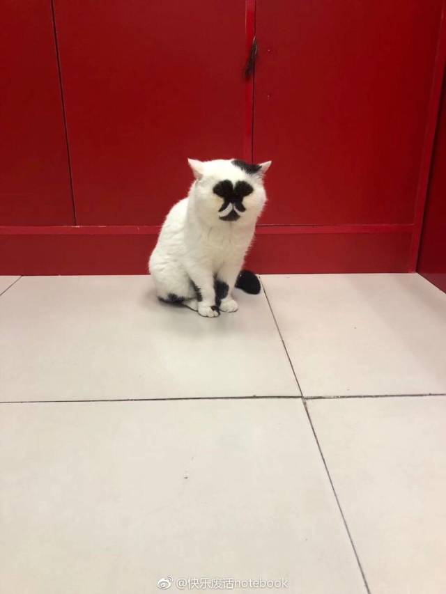 daily picdump weekend edition 51 pics 8.html - 51 HD Photos | Premium Gallery 2018