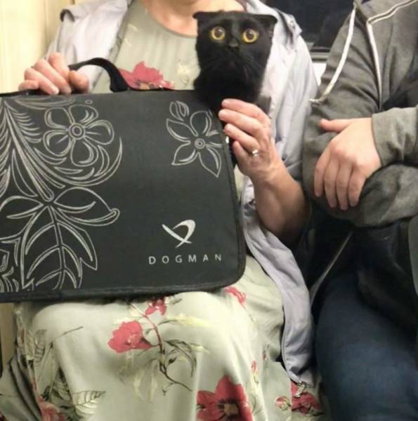 daily picdump 84 pics 1.html - 84 HD Photos | Premium Gallery 2018