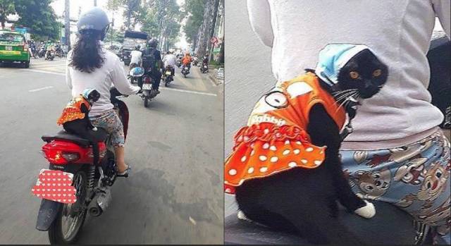 daily picdump weekend edition 52 pics 21.html - 52 HD Photos | Premium Gallery 2018