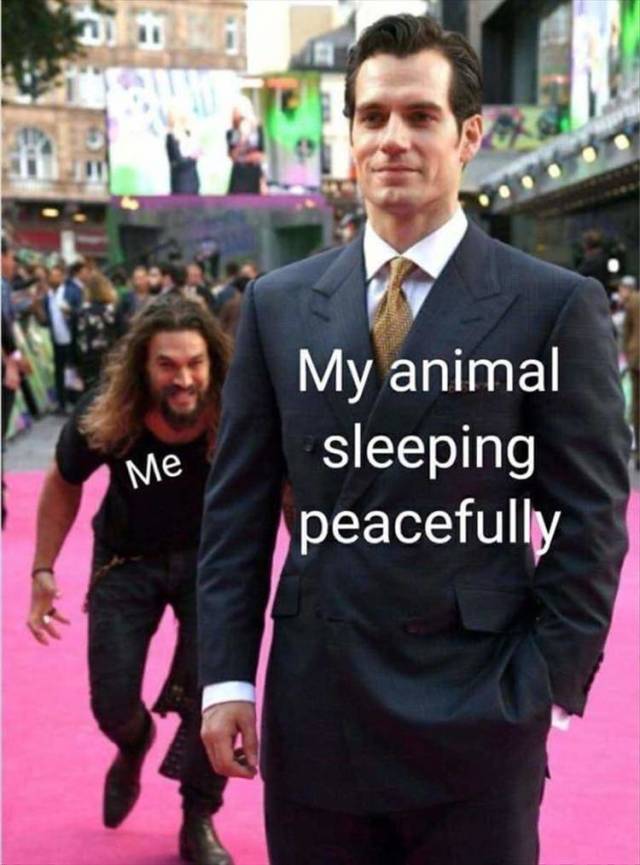 funny picdump 52 pics 9.html - 52 HD Photos | Premium Gallery 2018