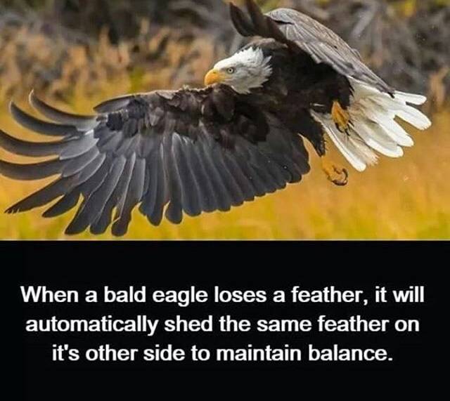 funny picdump 52 pics 14.html - 52 HD Photos | Premium Gallery 2018