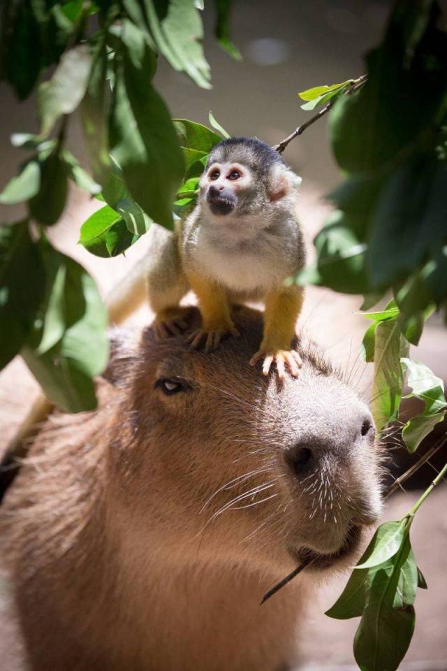 daily picdump weekend edition 61 pics 12.html - 61 HD Photos | Premium Gallery 2018