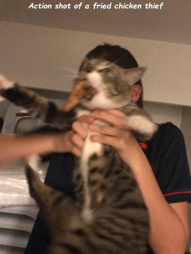 daily picdump weekend edition 61 pics 12.html - 61 HD Photos | Premium Gallery 2018