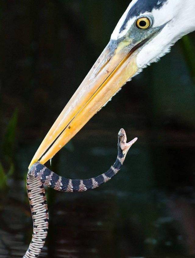 daily picdump 92 pics 41.html - 92 HD Photos | Premium Gallery 2018