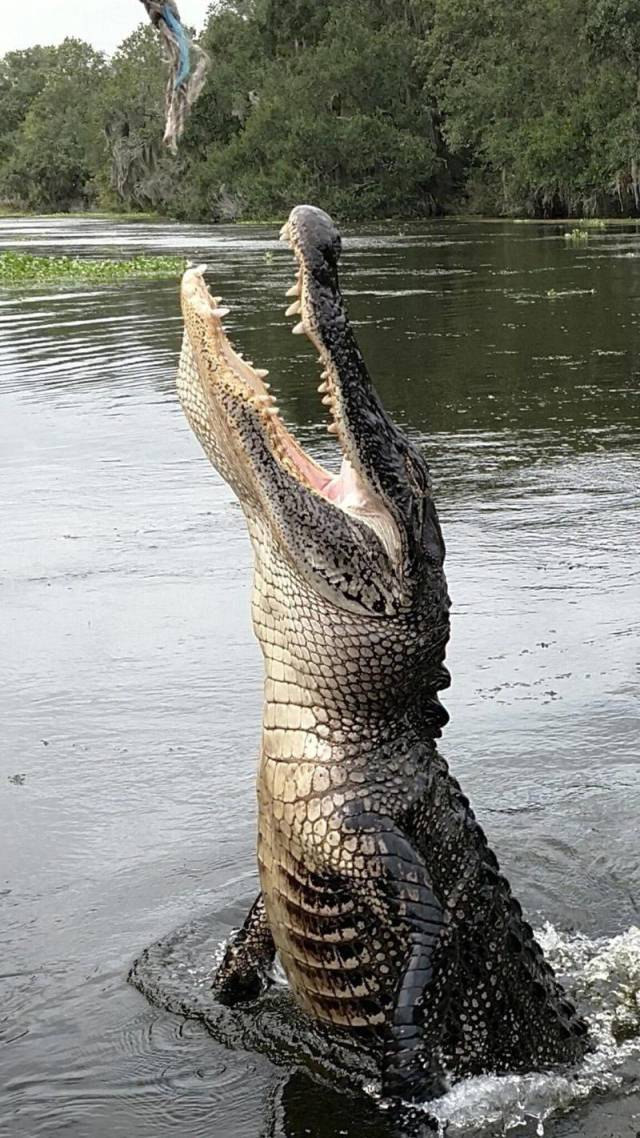 daily picdump 92 pics 41.html - 92 HD Photos | Premium Gallery 2018