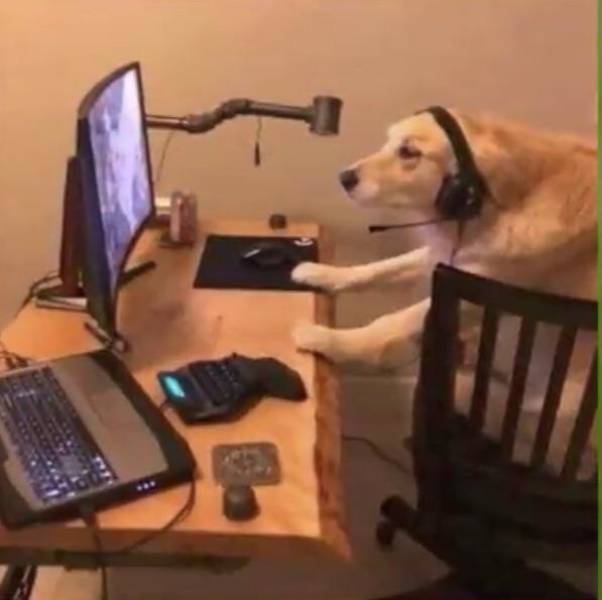 daily picdump weekend edition 51 pics 4.html - 51 HD Photos | Premium Gallery 2018