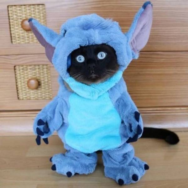 daily picdump 93 pics 36.html - 93 HD Photos | Premium Gallery 2018