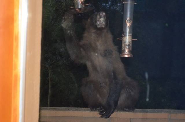 daily picdump 98 pics 9.html - 98 HD Photos | Premium Gallery 2018