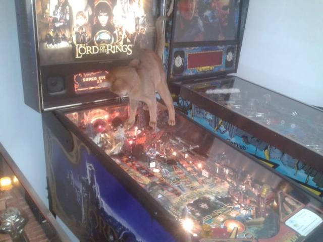 daily picdump weekend edition 76 pics 16.html - 76 HD Photos | Premium Gallery 2018