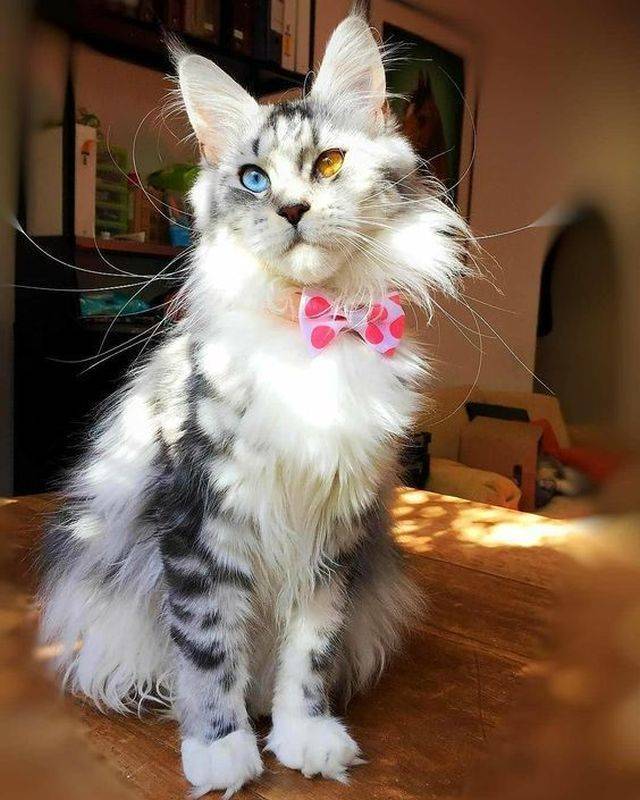 daily picdump 98 pics 42.html - 98 HD Photos | Premium Gallery 2018