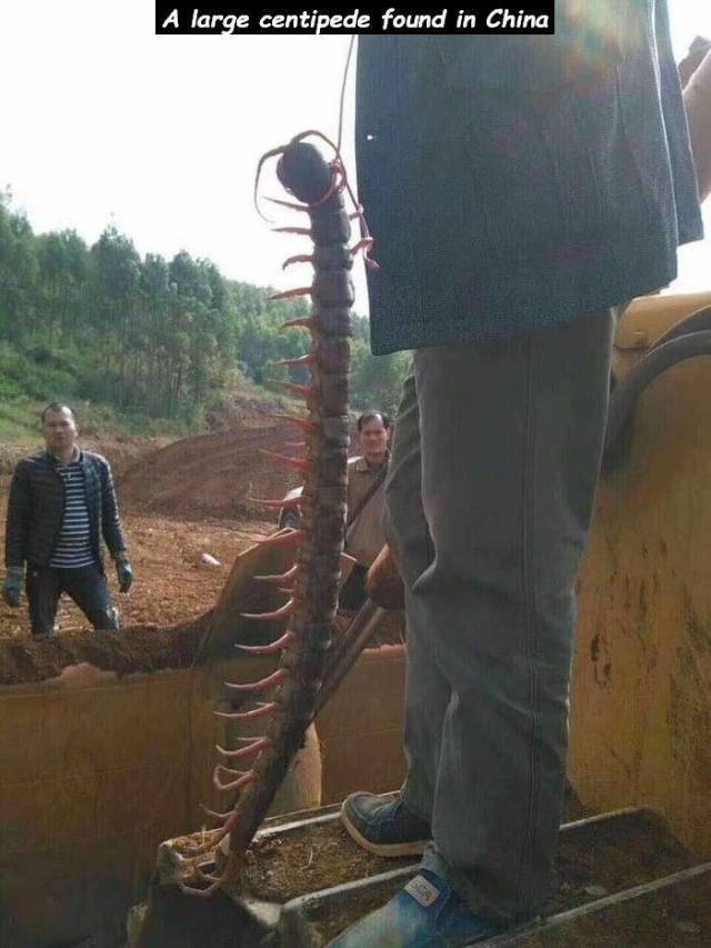 daily picdump weekend edition 65 pics 28.html - 65 HD Photos | Premium Gallery 2018