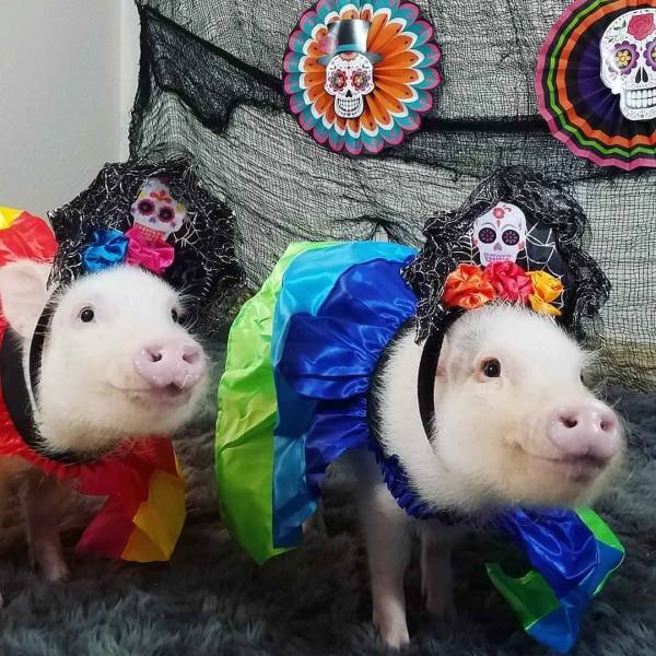 daily picdump 96 pics 19.html - 96 HD Photos | Premium Gallery 2018