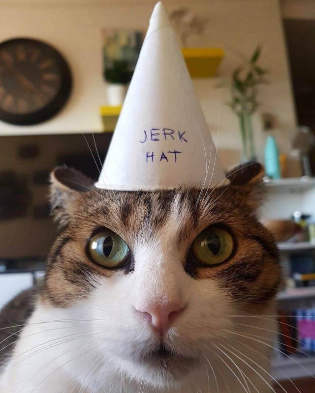 daily picdump 96 pics 19.html - 96 HD Photos | Premium Gallery 2018