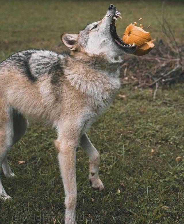 daily picdump 98 pics 36.html - 98 HD Photos | Premium Gallery 2018